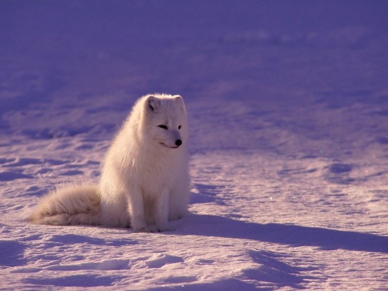 http://Arctic%20Fox cc